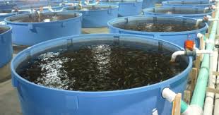 Manager at a Fish Farm